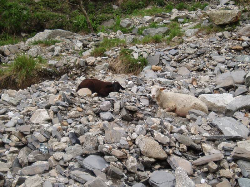 Youri - Ecrins 2005 316 